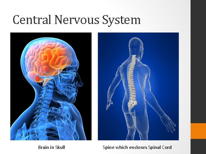 Central Nervous System Brain in Skull Spine which encloses Spinal Cord 