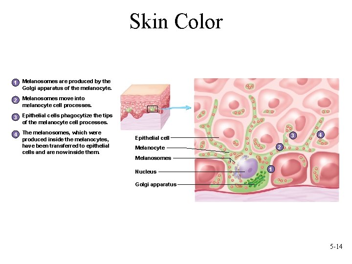 Skin Color 1 Melanosomes are produced by the Golgi apparatus of the melanocyte. 2