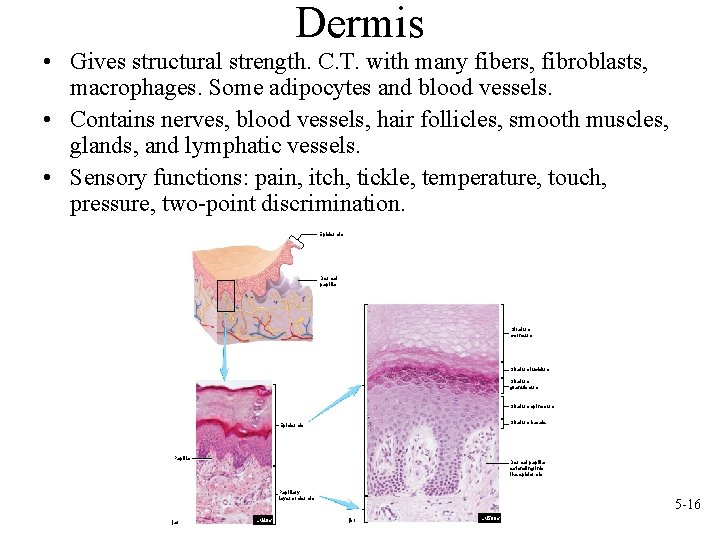 Dermis • Gives structural strength. C. T. with many fibers, fibroblasts, macrophages. Some adipocytes