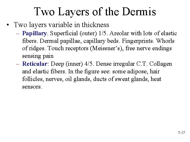 Two Layers of the Dermis • Two layers variable in thickness – Papillary. Superficial