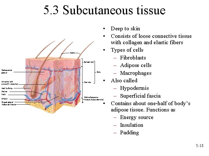 5. 3 Subcutaneous tissue Hairs Epidermis Sebaceous gland Arrector pili (smooth muscle) Hair follicle