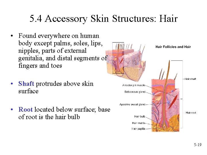 5. 4 Accessory Skin Structures: Hair • Found everywhere on human body except palms,
