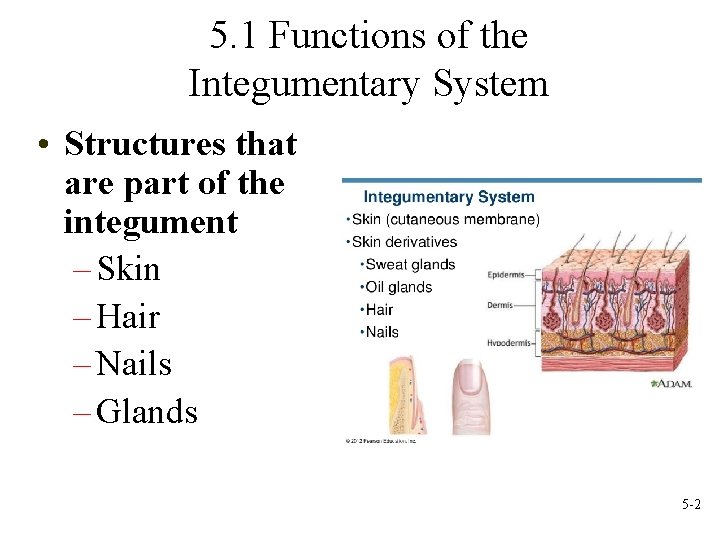 5. 1 Functions of the Integumentary System • Structures that are part of the