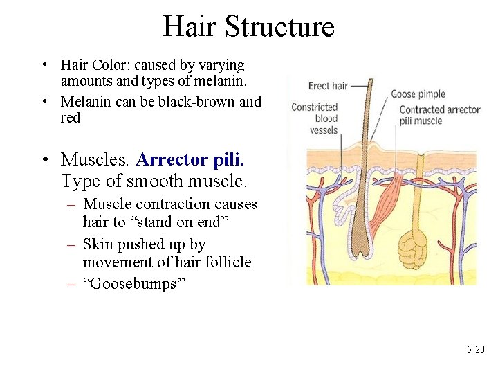 Hair Structure • Hair Color: caused by varying amounts and types of melanin. •