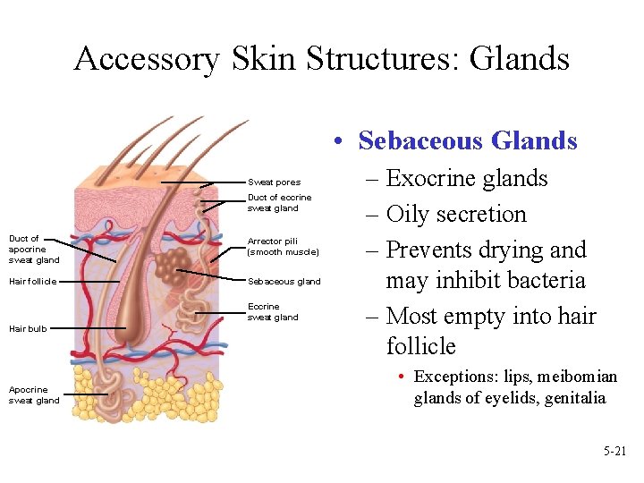Accessory Skin Structures: Glands • Sebaceous Glands Sweat pores Duct of eccrine sweat gland