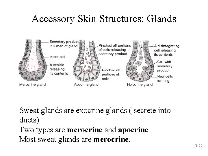 Accessory Skin Structures: Glands Sweat glands are exocrine glands ( secrete into ducts) Two