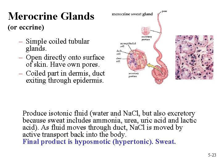 Merocrine Glands (or eccrine) – Simple coiled tubular glands. – Open directly onto surface