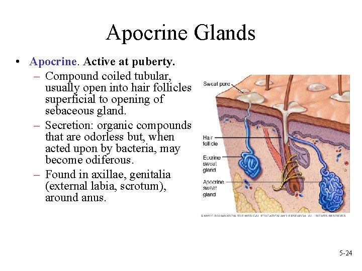 Apocrine Glands • Apocrine. Active at puberty. – Compound coiled tubular, usually open into