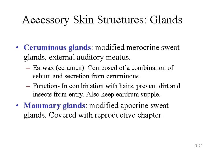 Accessory Skin Structures: Glands • Ceruminous glands: modified merocrine sweat glands, external auditory meatus.