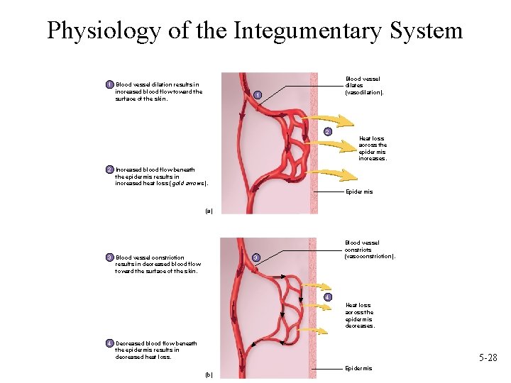 Physiology of the Integumentary System 1 Blood vessel dilation results in increased blood flow