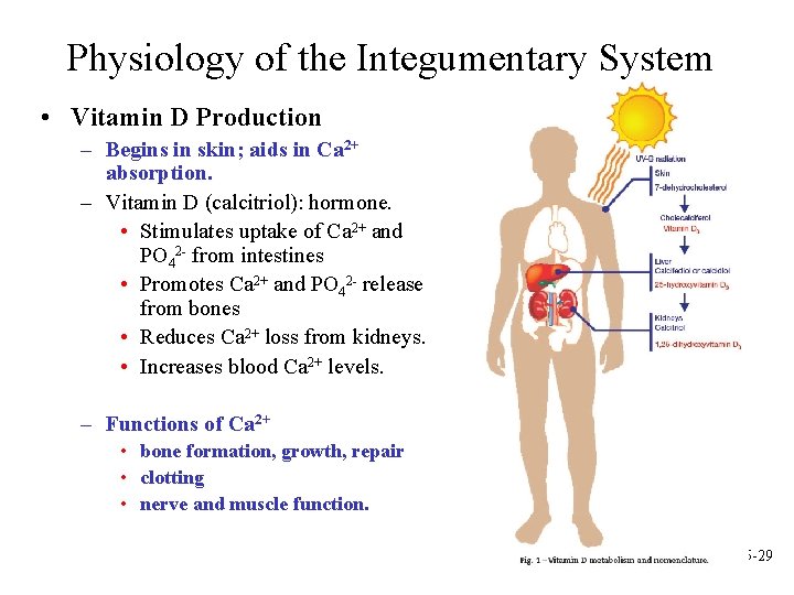 Physiology of the Integumentary System • Vitamin D Production – Begins in skin; aids