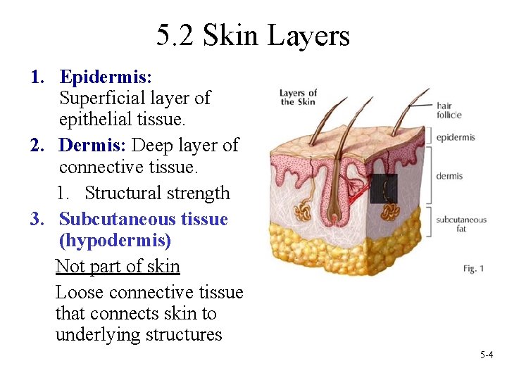 5. 2 Skin Layers 1. Epidermis: Superficial layer of epithelial tissue. 2. Dermis: Deep