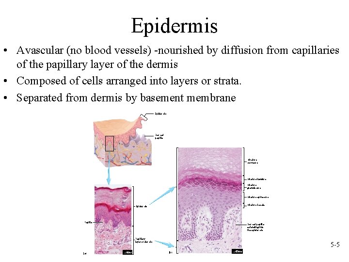 Epidermis • Avascular (no blood vessels) -nourished by diffusion from capillaries of the papillary