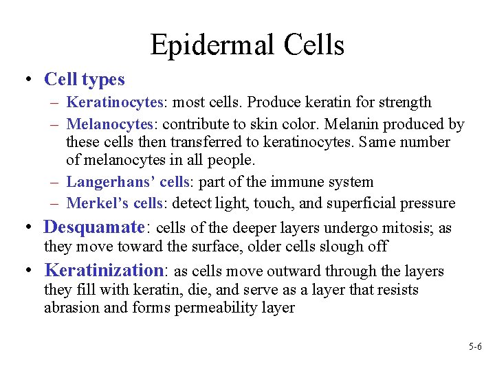 Epidermal Cells • Cell types – Keratinocytes: most cells. Produce keratin for strength –