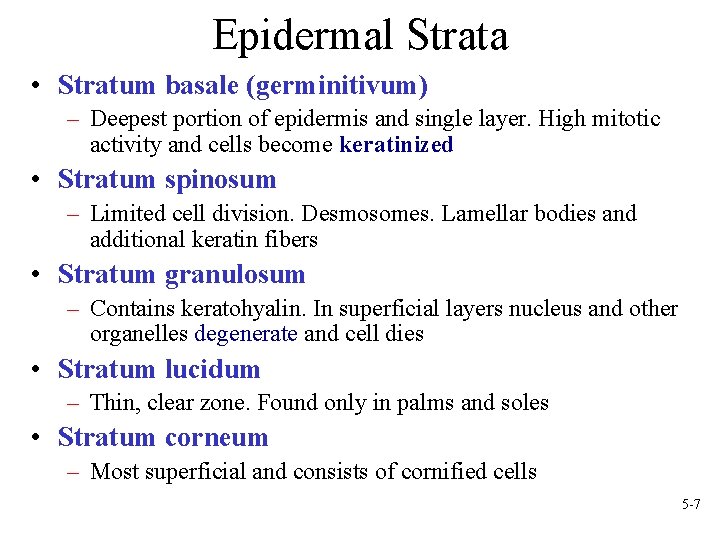 Epidermal Strata • Stratum basale (germinitivum) – Deepest portion of epidermis and single layer.