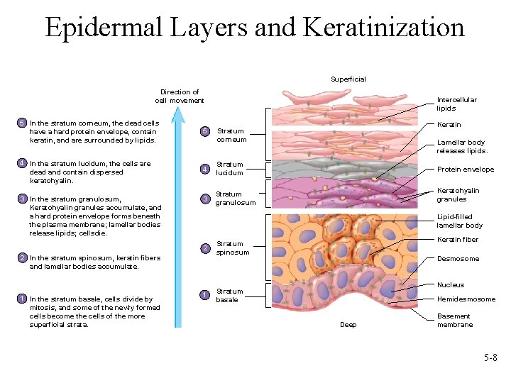 Epidermal Layers and Keratinization Superficial Direction of cell movement Intercellular lipids 5 In the
