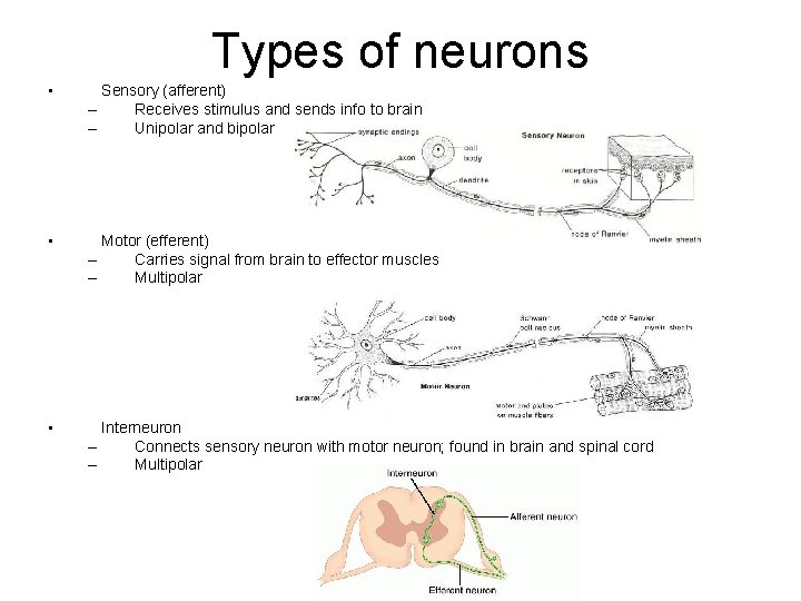 Types of neurons • Sensory (afferent) – Receives stimulus and sends info to brain Types of neurons • Sensory (afferent) – Receives stimulus and sends info to brain