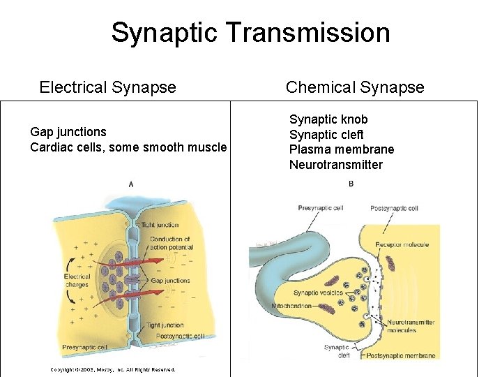 Synaptic Transmission Electrical Synapse Gap junctions Cardiac cells, some smooth muscle Chemical Synapse Synaptic Synaptic Transmission Electrical Synapse Gap junctions Cardiac cells, some smooth muscle Chemical Synapse Synaptic