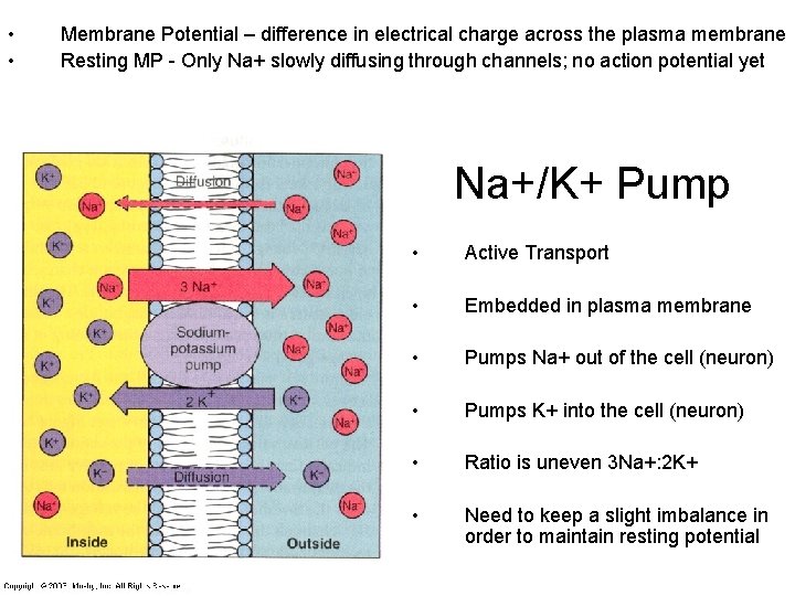 • • Membrane Potential – difference in electrical charge across the plasma membrane • • Membrane Potential – difference in electrical charge across the plasma membrane