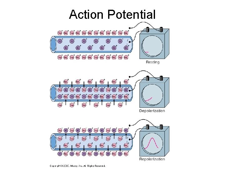Action Potential Action Potential