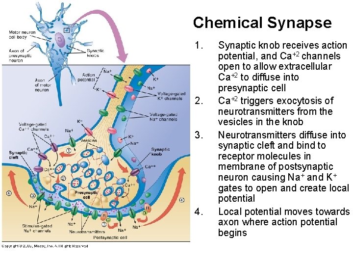Chemical Synapse 1. 2. 3. 4. Synaptic knob receives action potential, and Ca+2 channels Chemical Synapse 1. 2. 3. 4. Synaptic knob receives action potential, and Ca+2 channels