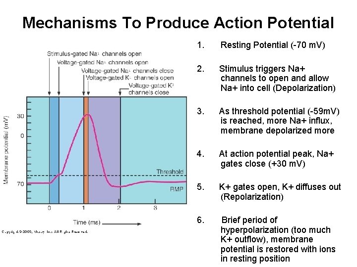 Mechanisms To Produce Action Potential 1. Resting Potential (-70 m. V) 2. Stimulus triggers Mechanisms To Produce Action Potential 1. Resting Potential (-70 m. V) 2. Stimulus triggers