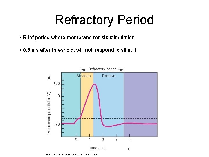 Refractory Period • Brief period where membrane resists stimulation • 0. 5 ms after Refractory Period • Brief period where membrane resists stimulation • 0. 5 ms after