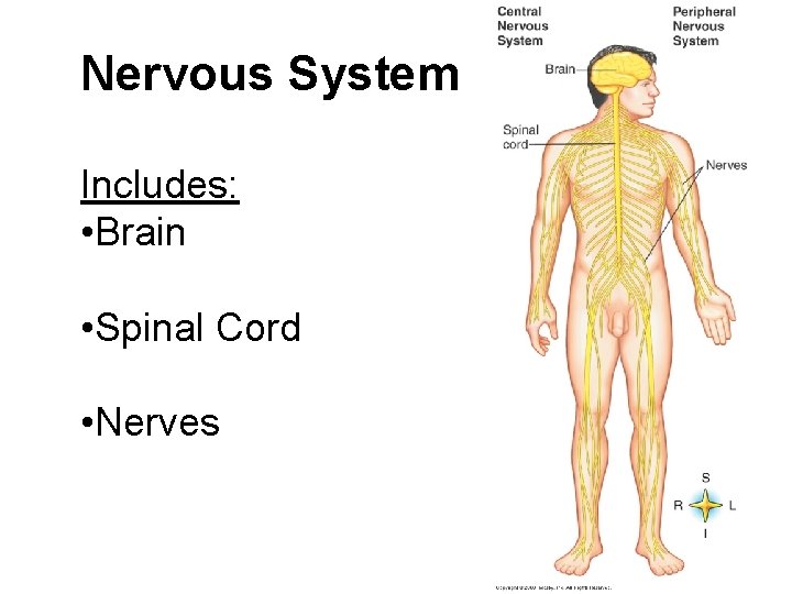 Nervous System Includes: • Brain • Spinal Cord • Nerves Nervous System Includes: • Brain • Spinal Cord • Nerves