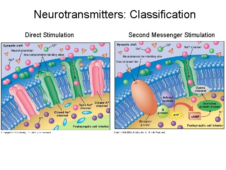 Neurotransmitters: Classification Direct Stimulation Second Messenger Stimulation Neurotransmitters: Classification Direct Stimulation Second Messenger Stimulation