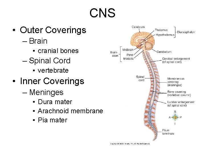 CNS • Outer Coverings – Brain • cranial bones – Spinal Cord • vertebrate CNS • Outer Coverings – Brain • cranial bones – Spinal Cord • vertebrate
