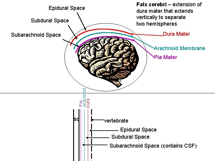 Falx cerebri – extension of dura mater that extends vertically to separate two hemispheres Falx cerebri – extension of dura mater that extends vertically to separate two hemispheres