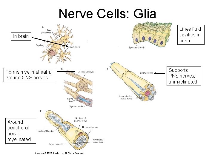Nerve Cells: Glia In brain Forms myelin sheath; around CNS nerves Around peripheral nerve; Nerve Cells: Glia In brain Forms myelin sheath; around CNS nerves Around peripheral nerve;