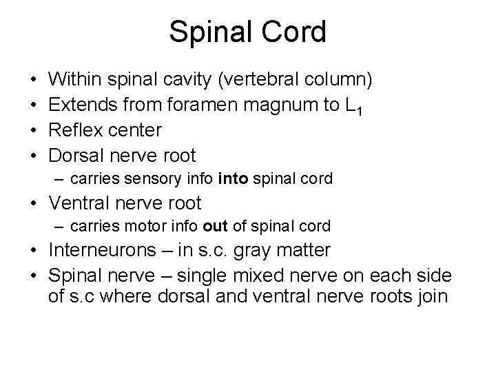 Spinal Cord • • Within spinal cavity (vertebral column) Extends from foramen magnum to Spinal Cord • • Within spinal cavity (vertebral column) Extends from foramen magnum to