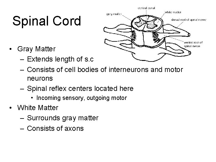 Spinal Cord • Gray Matter – Extends length of s. c – Consists of Spinal Cord • Gray Matter – Extends length of s. c – Consists of