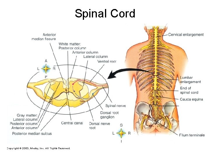 Spinal Cord Spinal Cord