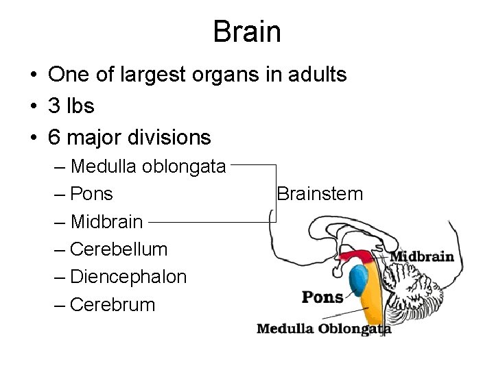 Brain • One of largest organs in adults • 3 lbs • 6 major Brain • One of largest organs in adults • 3 lbs • 6 major
