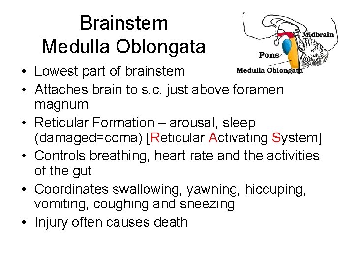 Brainstem Medulla Oblongata • Lowest part of brainstem • Attaches brain to s. c. Brainstem Medulla Oblongata • Lowest part of brainstem • Attaches brain to s. c.