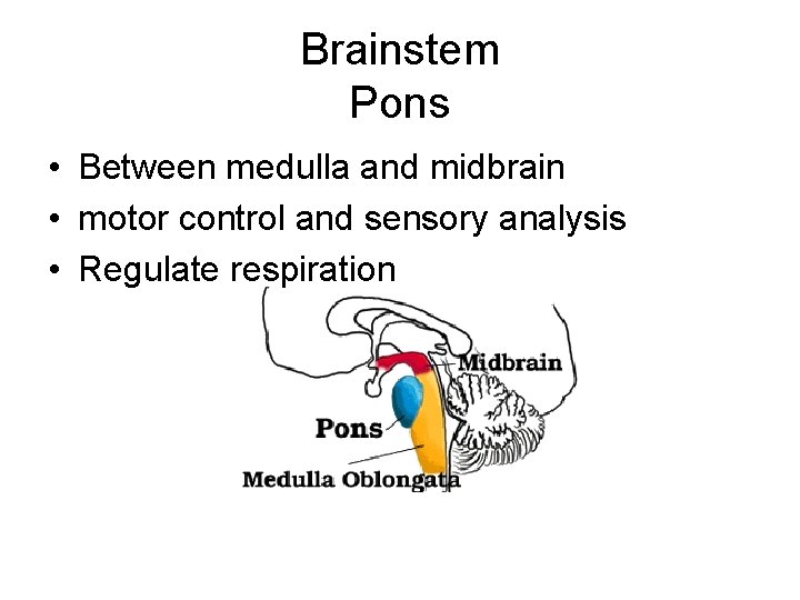 Brainstem Pons • Between medulla and midbrain • motor control and sensory analysis • Brainstem Pons • Between medulla and midbrain • motor control and sensory analysis •