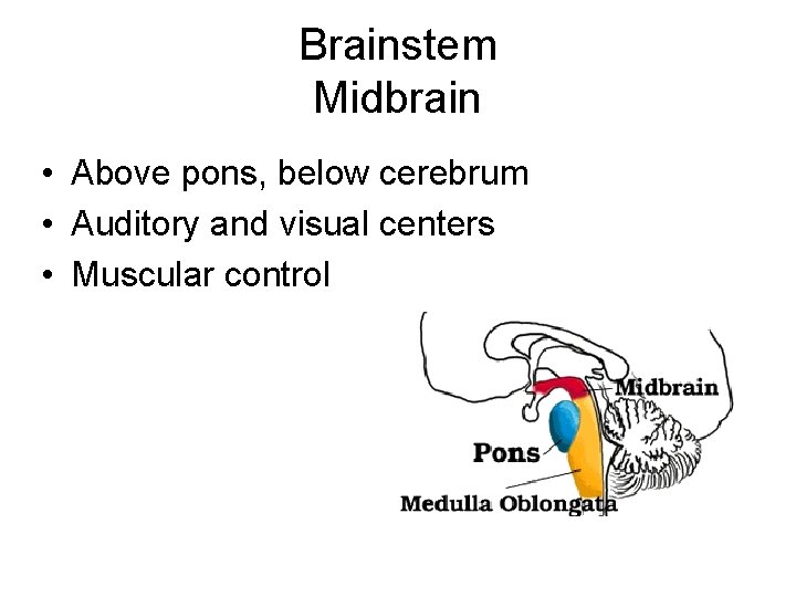 Brainstem Midbrain • Above pons, below cerebrum • Auditory and visual centers • Muscular Brainstem Midbrain • Above pons, below cerebrum • Auditory and visual centers • Muscular