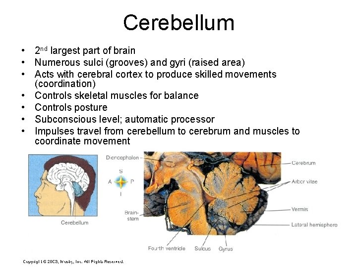 Cerebellum • 2 nd largest part of brain • Numerous sulci (grooves) and gyri Cerebellum • 2 nd largest part of brain • Numerous sulci (grooves) and gyri