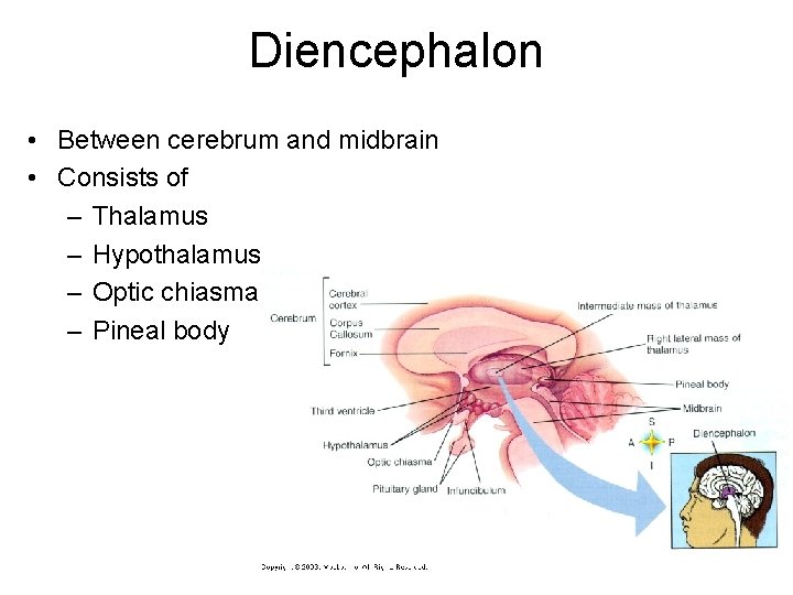 Diencephalon • Between cerebrum and midbrain • Consists of – Thalamus – Hypothalamus – Diencephalon • Between cerebrum and midbrain • Consists of – Thalamus – Hypothalamus –