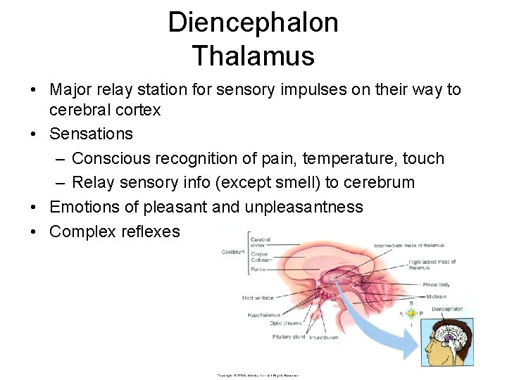Diencephalon Thalamus • Major relay station for sensory impulses on their way to cerebral Diencephalon Thalamus • Major relay station for sensory impulses on their way to cerebral