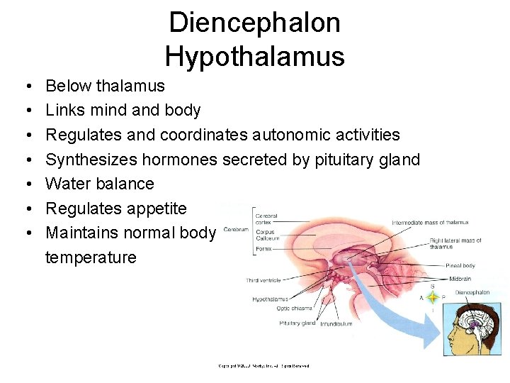 Diencephalon Hypothalamus • • Below thalamus Links mind and body Regulates and coordinates autonomic Diencephalon Hypothalamus • • Below thalamus Links mind and body Regulates and coordinates autonomic