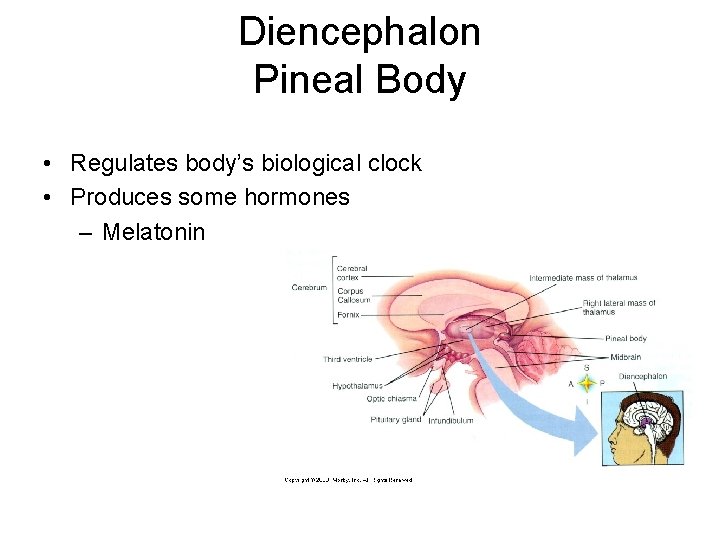 Diencephalon Pineal Body • Regulates body’s biological clock • Produces some hormones – Melatonin Diencephalon Pineal Body • Regulates body’s biological clock • Produces some hormones – Melatonin