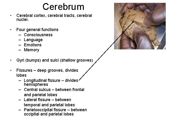 Cerebrum • Cerebral cortex, cerebral tracts, cerebral nuclei. • Four general functions – Consciousness Cerebrum • Cerebral cortex, cerebral tracts, cerebral nuclei. • Four general functions – Consciousness
