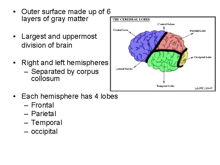 • Outer surface made up of 6 layers of gray matter • Largest • Outer surface made up of 6 layers of gray matter • Largest