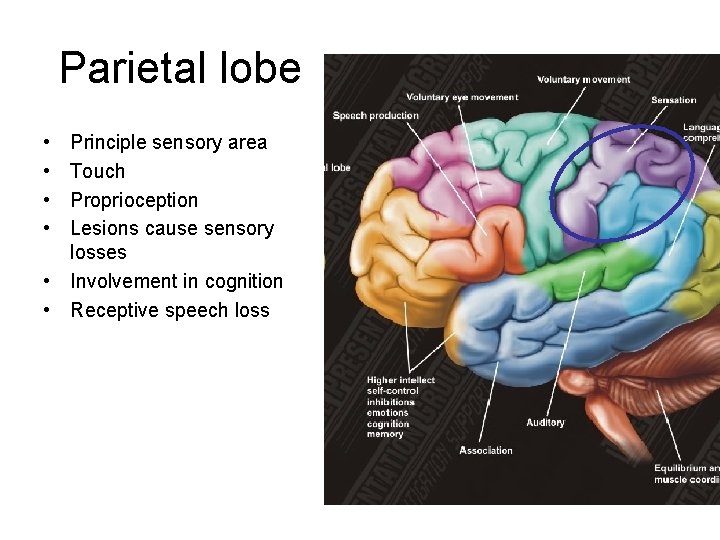 Parietal lobe • • Principle sensory area Touch Proprioception Lesions cause sensory losses • Parietal lobe • • Principle sensory area Touch Proprioception Lesions cause sensory losses •