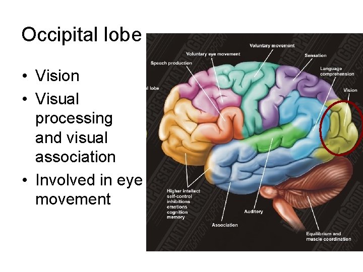 Occipital lobe • Vision • Visual processing and visual association • Involved in eye Occipital lobe • Vision • Visual processing and visual association • Involved in eye