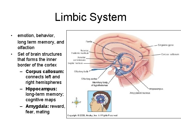 Limbic System • • emotion, behavior, long term memory, and olfaction Set of brain Limbic System • • emotion, behavior, long term memory, and olfaction Set of brain