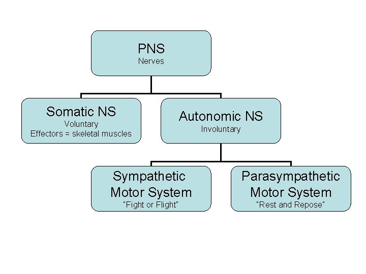 PNS Nerves Somatic NS Voluntary Effectors = skeletal muscles Autonomic NS Involuntary Sympathetic Motor PNS Nerves Somatic NS Voluntary Effectors = skeletal muscles Autonomic NS Involuntary Sympathetic Motor